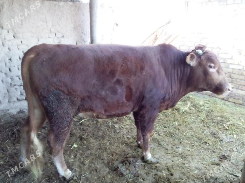 Bakylan semiz ökiz - Kerki - img 3