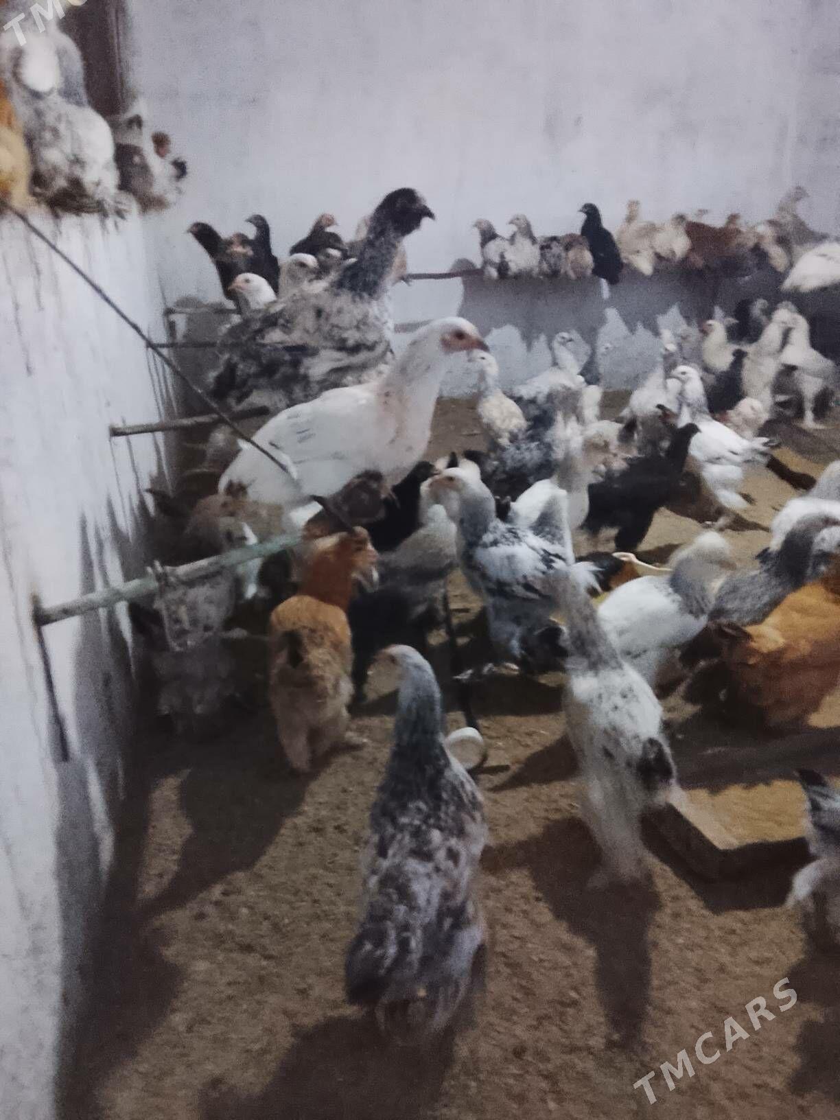 towuk coganly - Çoganly - img 4