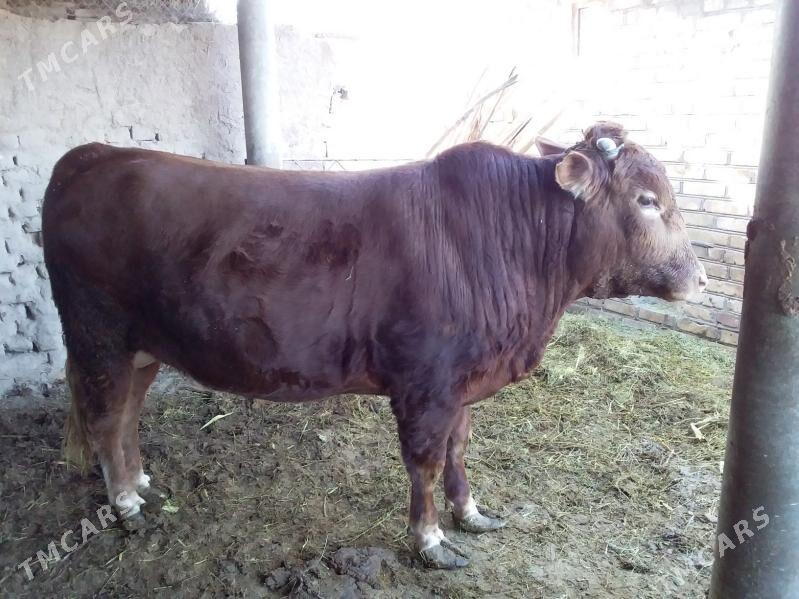 Bakylan semiz ökiz - Kerki - img 5