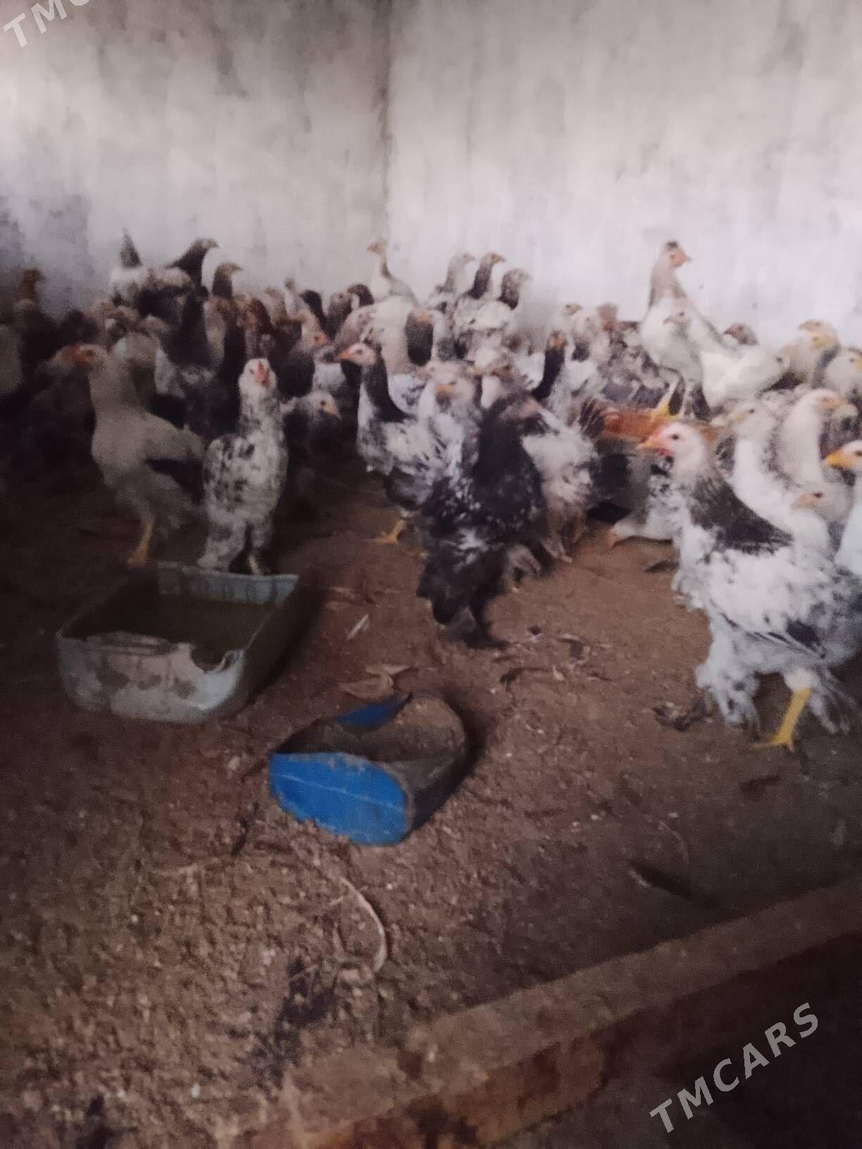 towuk coganly - Çoganly - img 5