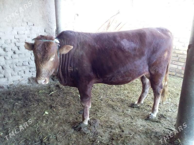 Bakylan semiz ökiz - Kerki - img 4