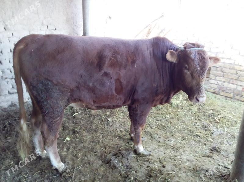 Bakylan semiz ökiz - Kerki - img 2