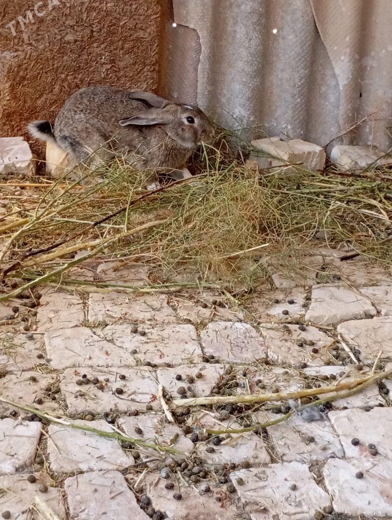 towşan - Теджен - img 4