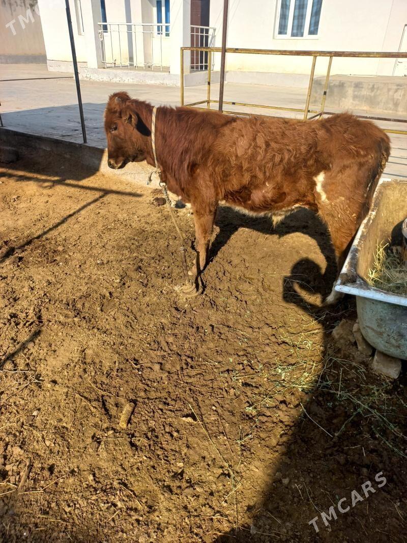 gole okuz - Aşgabat - img 2