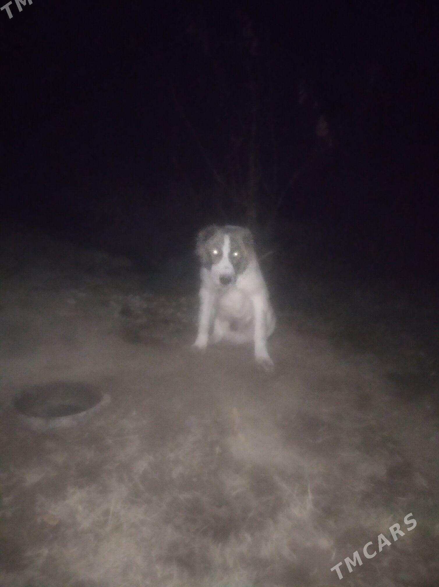 Garagöz - Сакарчага - img 2