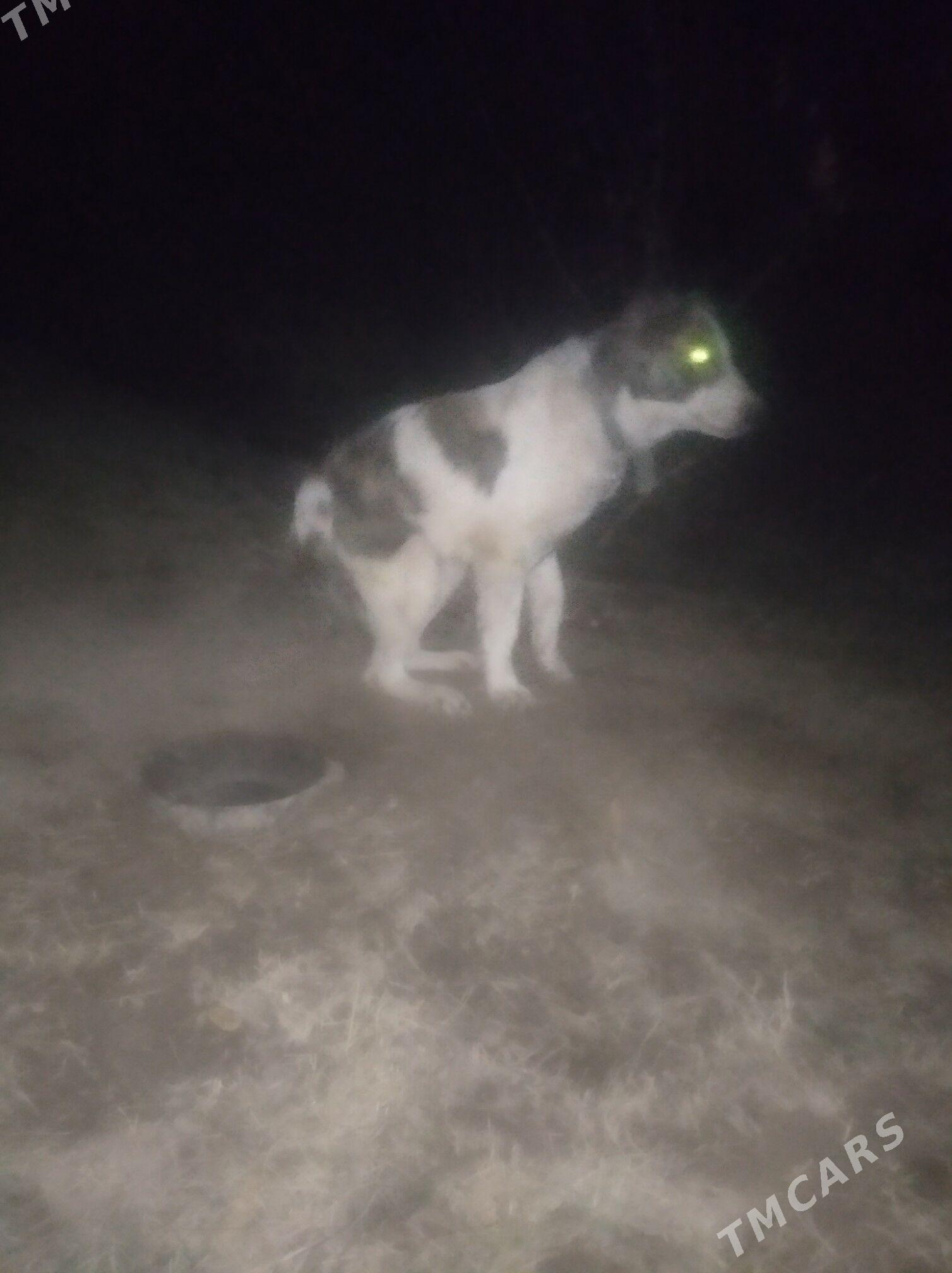 Garagöz - Сакарчага - img 3