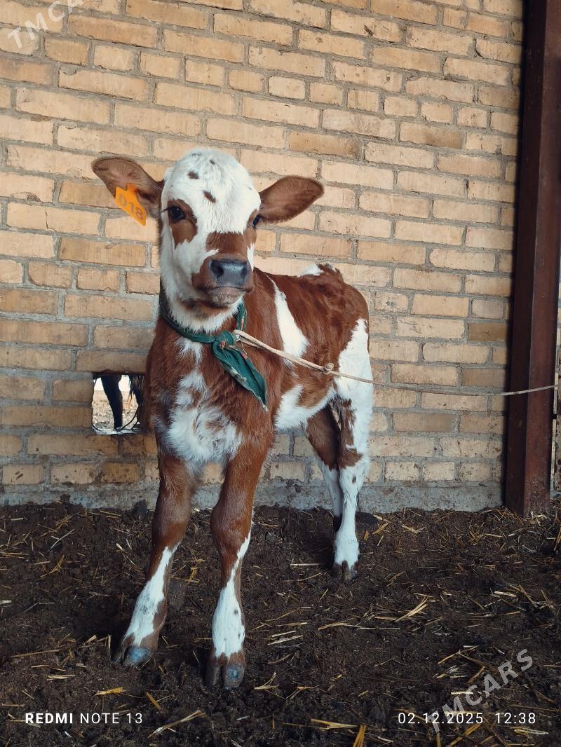 Ojekli Sygyr 2_garny - Туркменабат - img 3