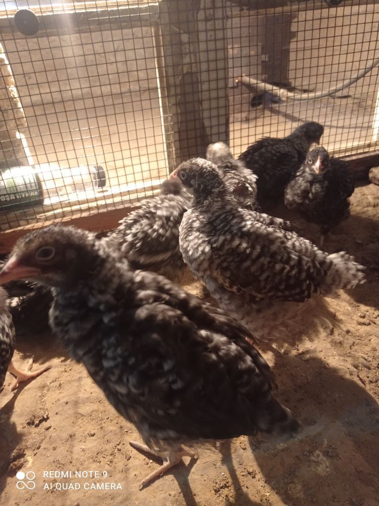 Brama towuk juyje - Гызыларбат - img 2