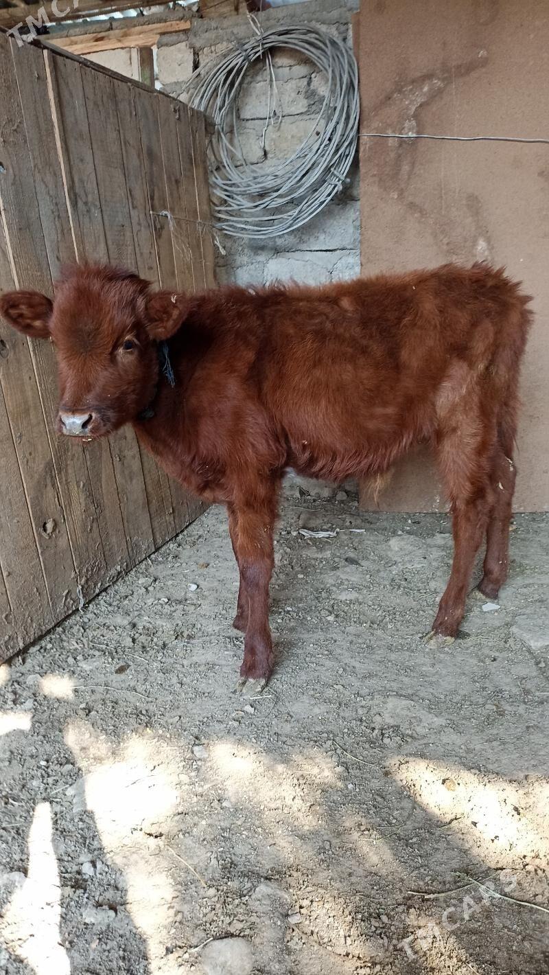 Öküz - Bedew - img 2