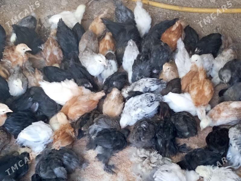 Tejen jüýje - Мургап - img 3