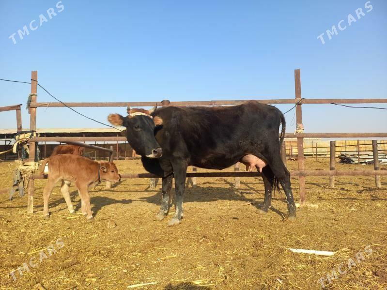 göleli. - Векильбазар - img 2