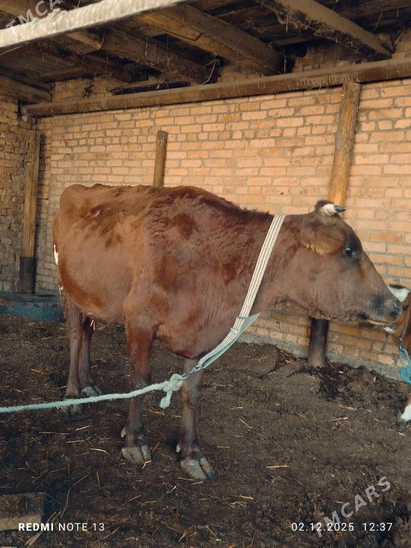 Ojekli Sygyr 2_garny - Туркменабат - img 4