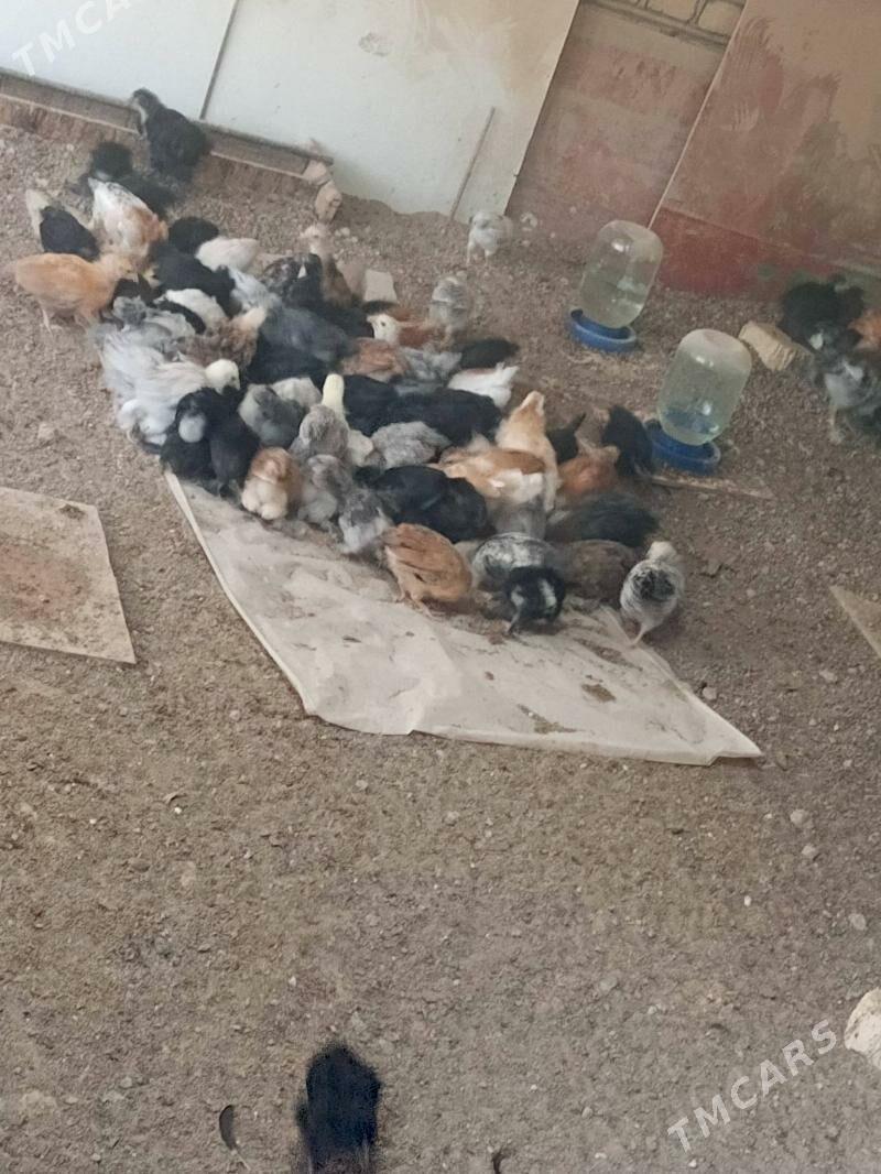 Tejen jüýje - Мургап - img 2