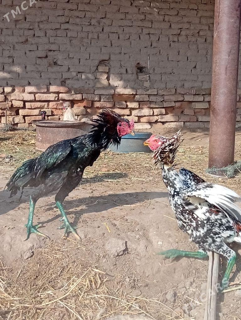 bayes horaz - Farap - img 7