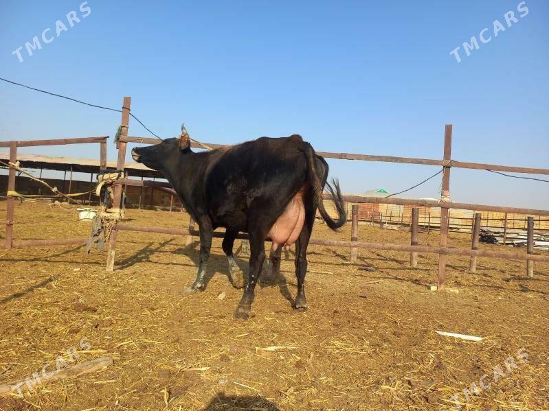 göleli. - Векильбазар - img 3