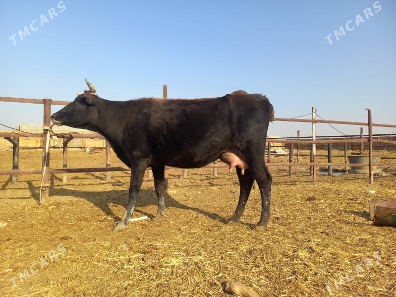 göleli. - Векильбазар - img 6