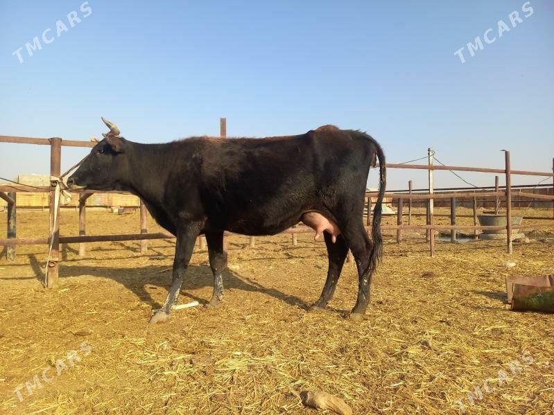 göleli. - Векильбазар - img 5