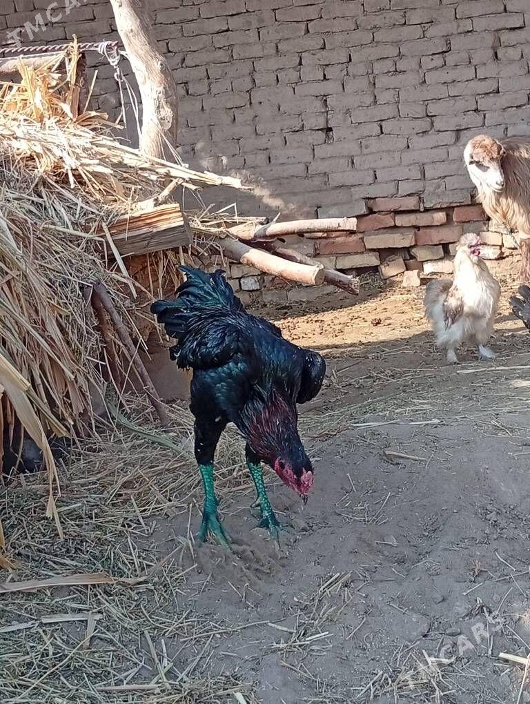 bayes horaz - Farap - img 6