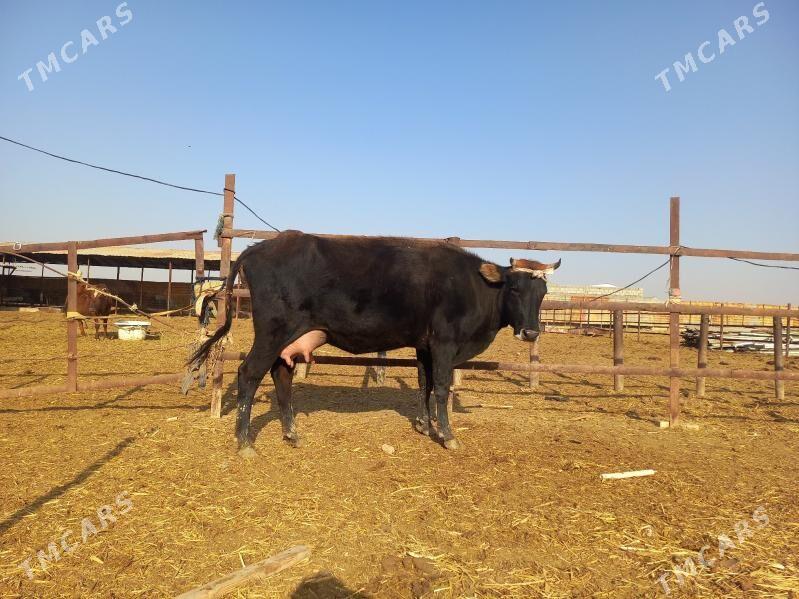 göleli. - Векильбазар - img 4