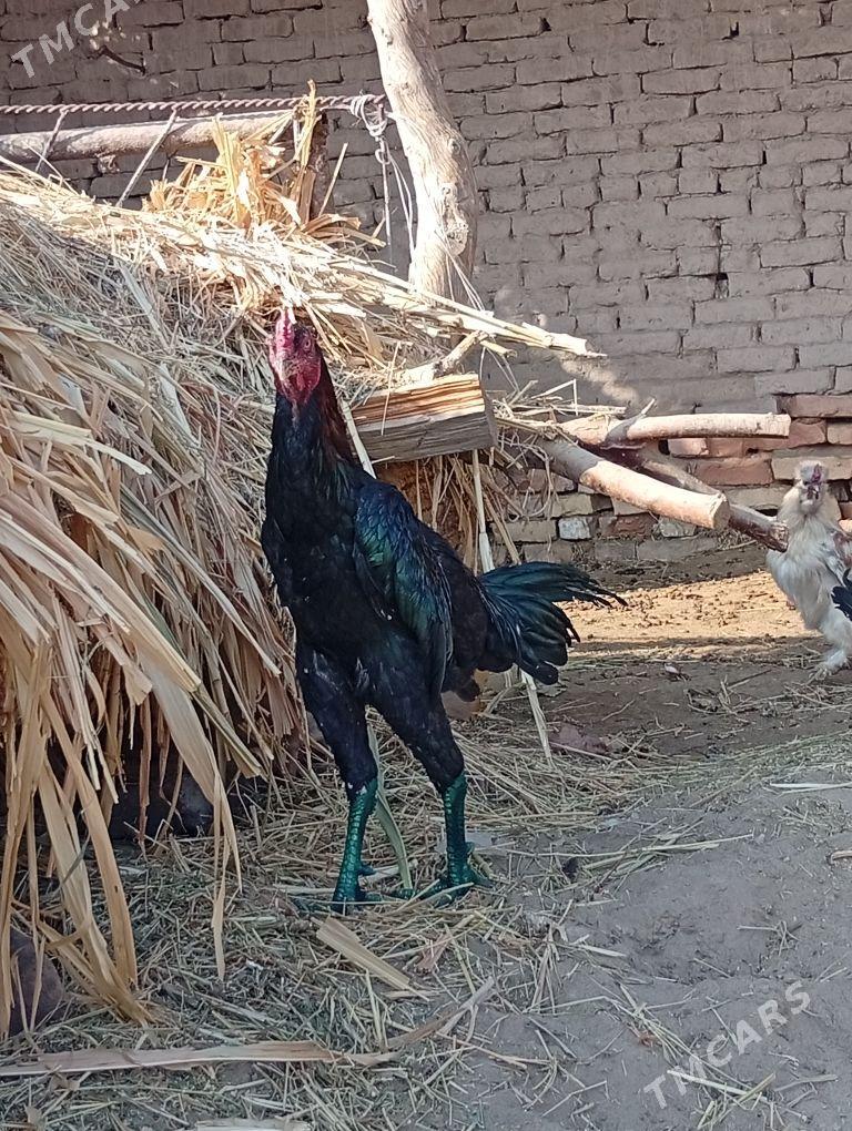 bayes horaz - Farap - img 3