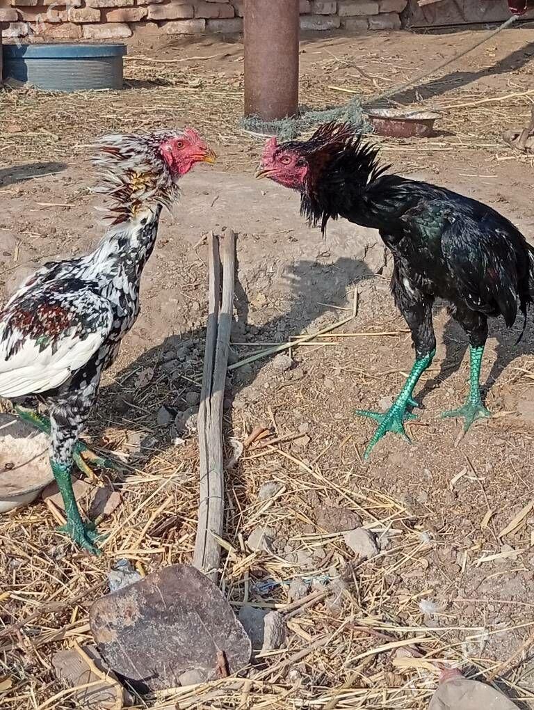 bayes horaz - Farap - img 8