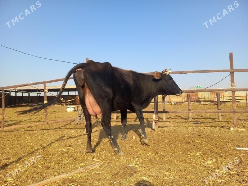 göleli. - Векильбазар - img 9