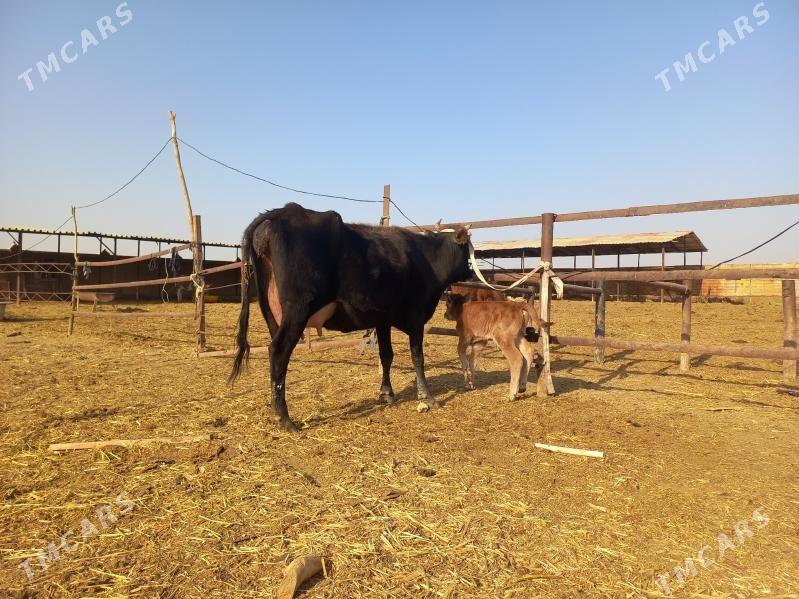 göleli. - Векильбазар - img 7