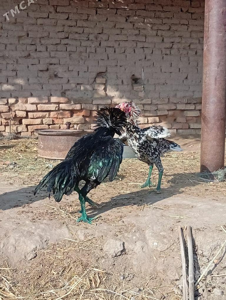 bayes horaz - Farap - img 5