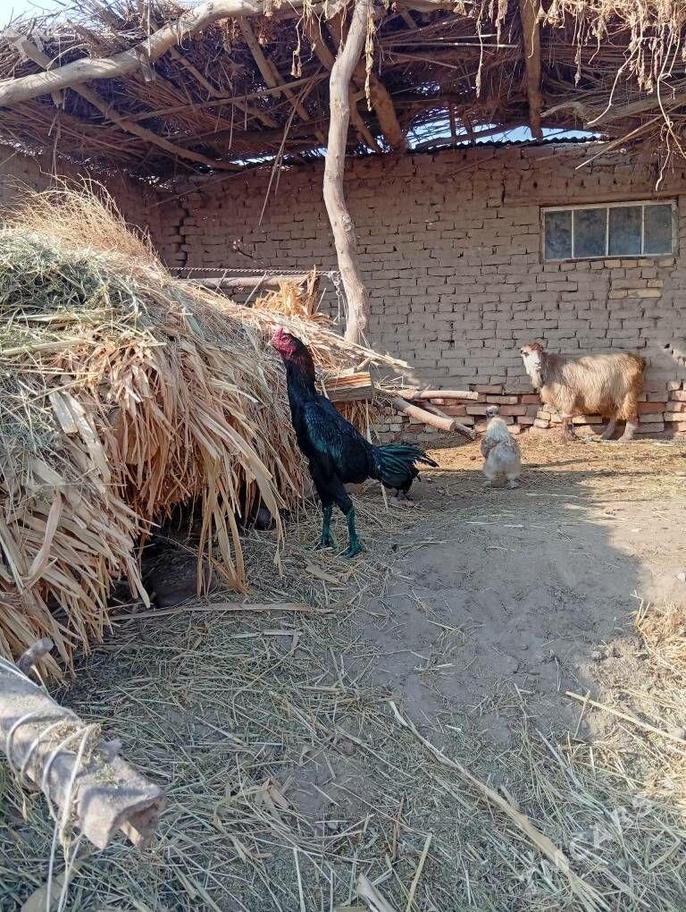 bayes horaz - Farap - img 4