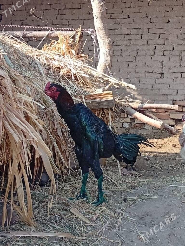 bayes horaz - Farap - img 2