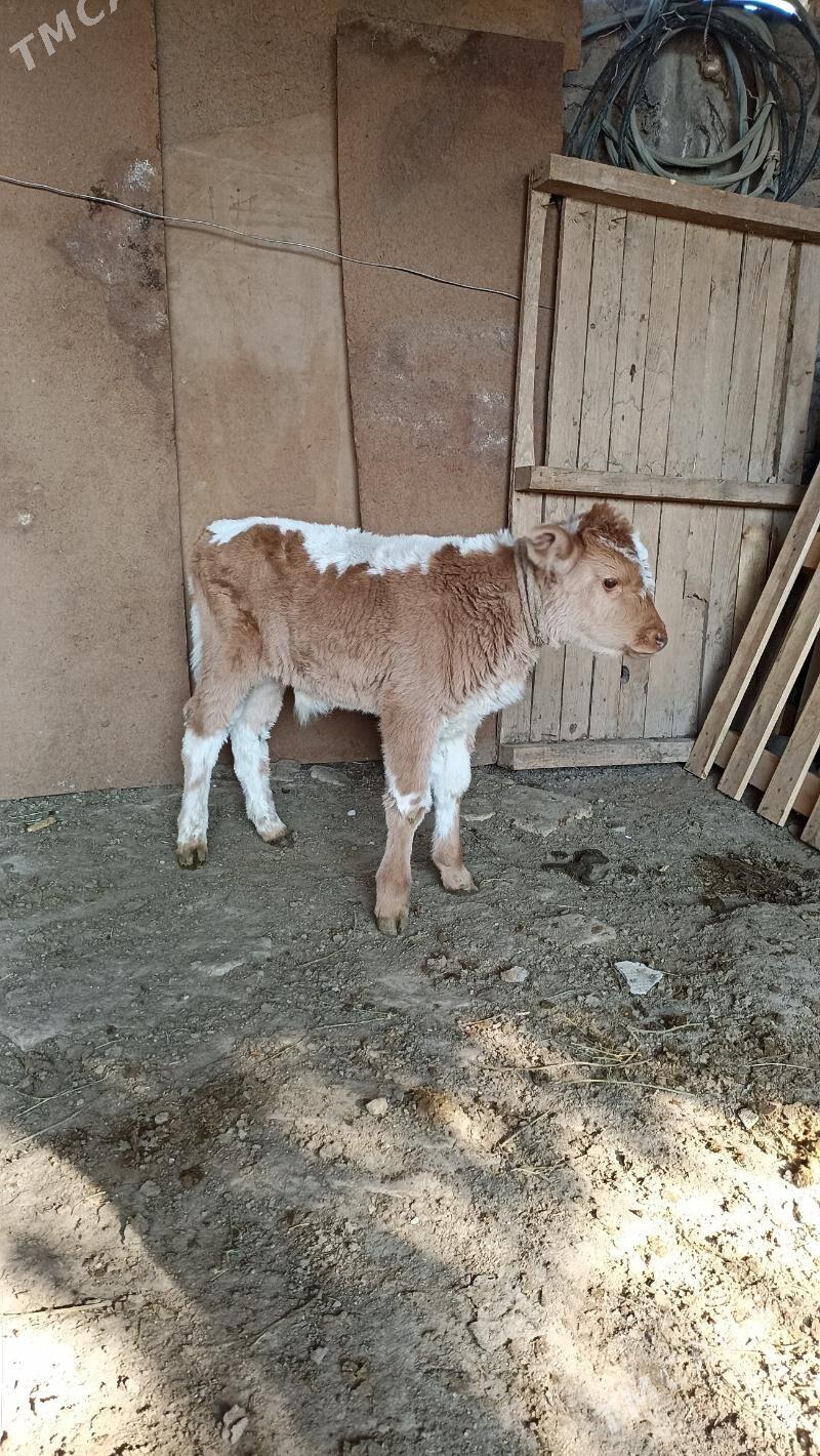 Öküzçe - Бедев - img 2