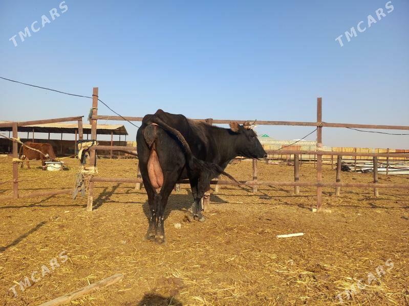 göleli. - Векильбазар - img 8