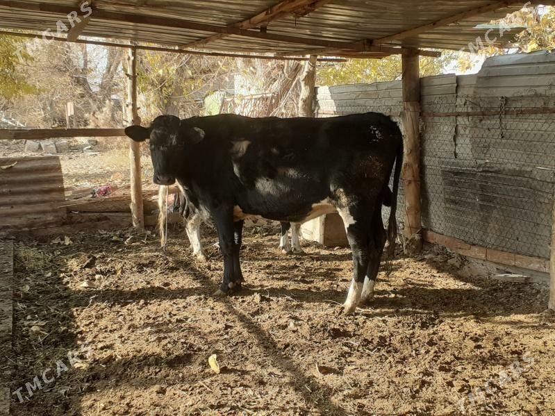 bogaz gunajyn - Сакар - img 2