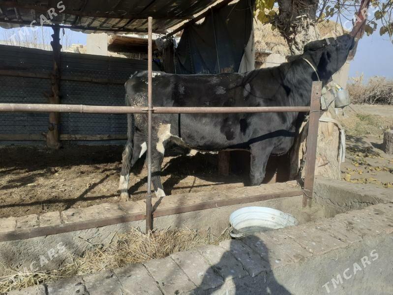 bogaz gunajyn - Сакар - img 3