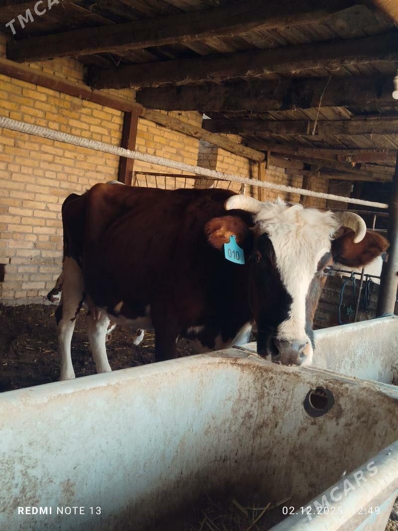 Ayşyryskiy Ojekli Sygyr - Туркменабат - img 2