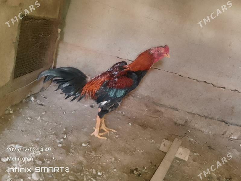 baýes horaz - Мары - img 4