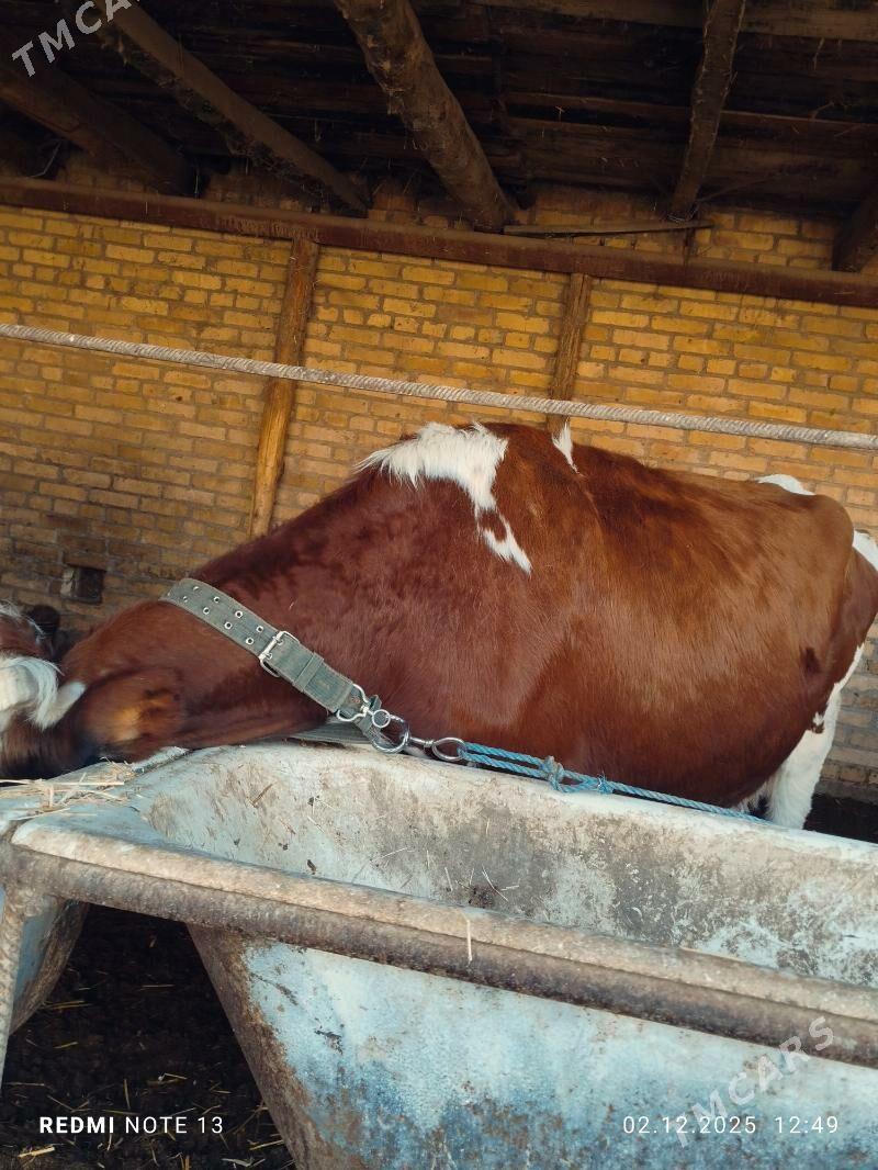 Ayşyryskiy Ojekli Sygyr - Туркменабат - img 3