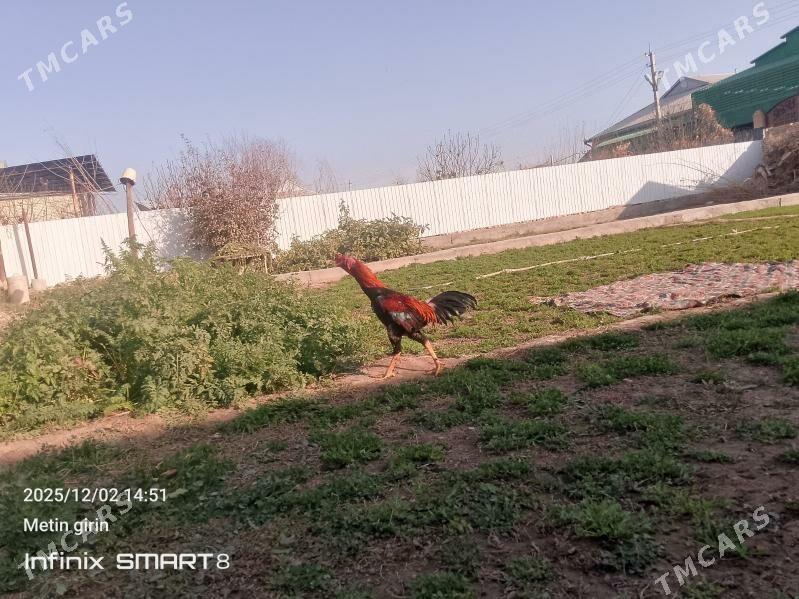 baýes horaz - Мары - img 2