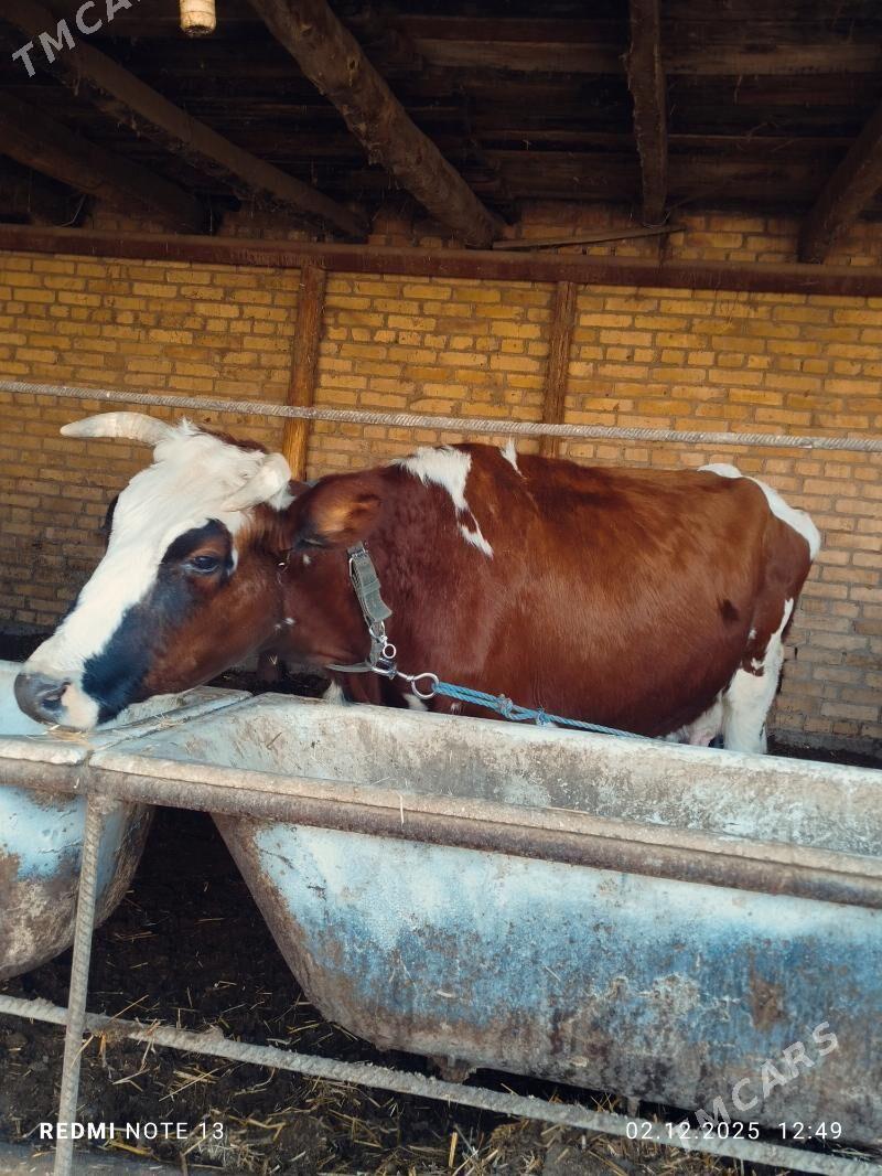 Ayşyryskiy Ojekli Sygyr - Туркменабат - img 5