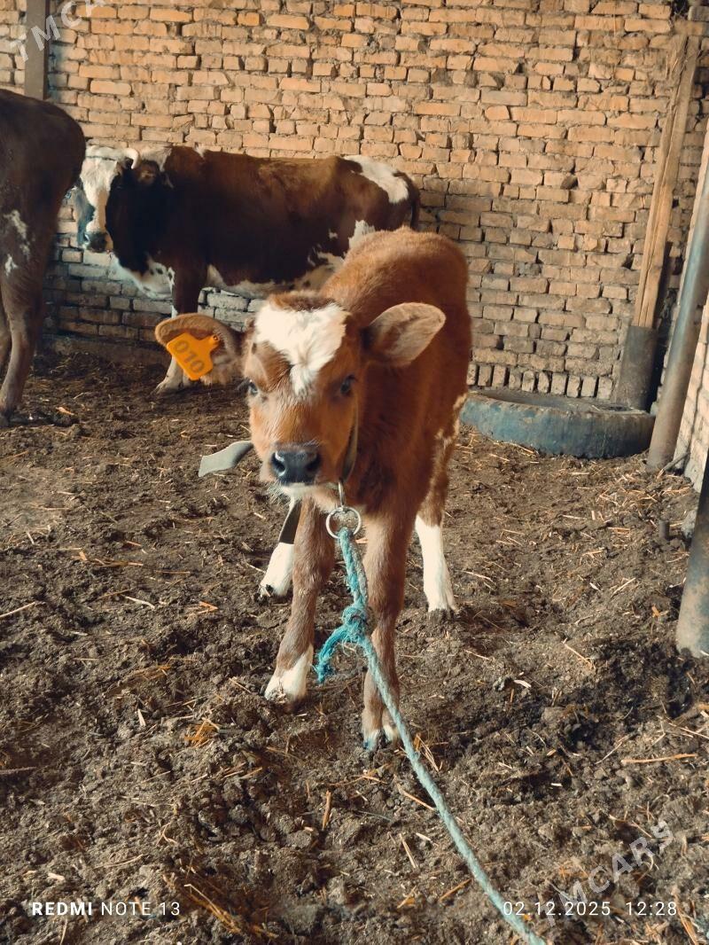 Ayşyryskiy Ojekli Sygyr - Туркменабат - img 4