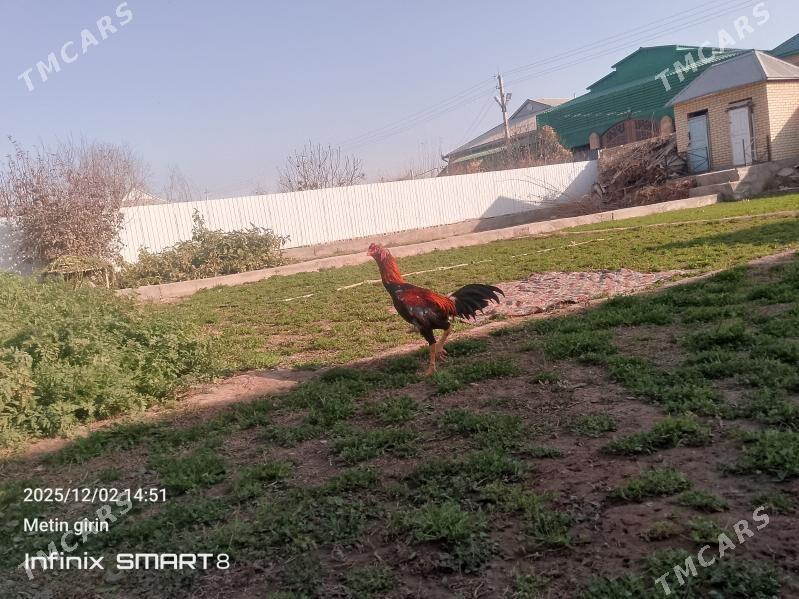 baýes horaz - Мары - img 3