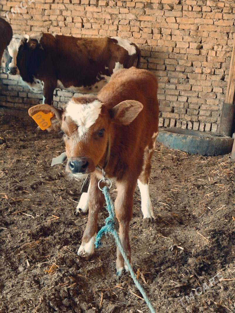 Ayşyryskiy Ojekli Sygyr - Туркменабат - img 1