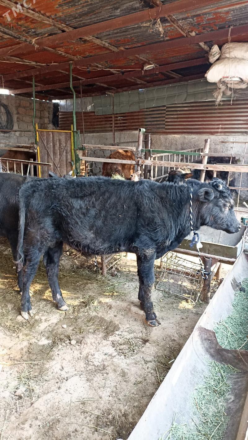 Öküzler - Бедев - img 3