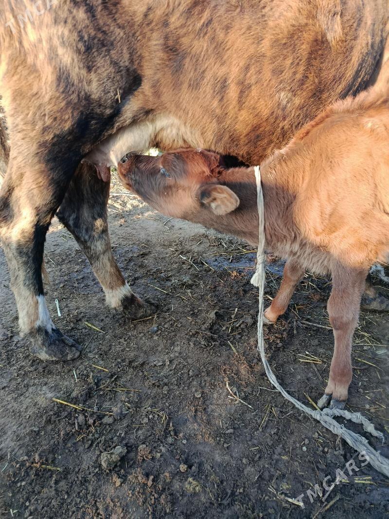 goleli sygyr - Gökdepe - img 2