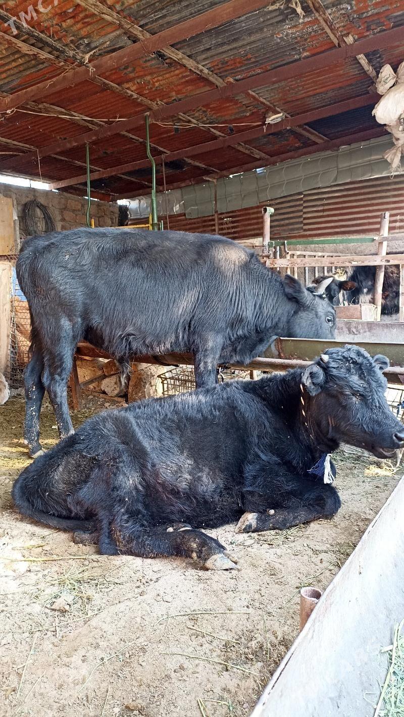 Öküzler - Бедев - img 2