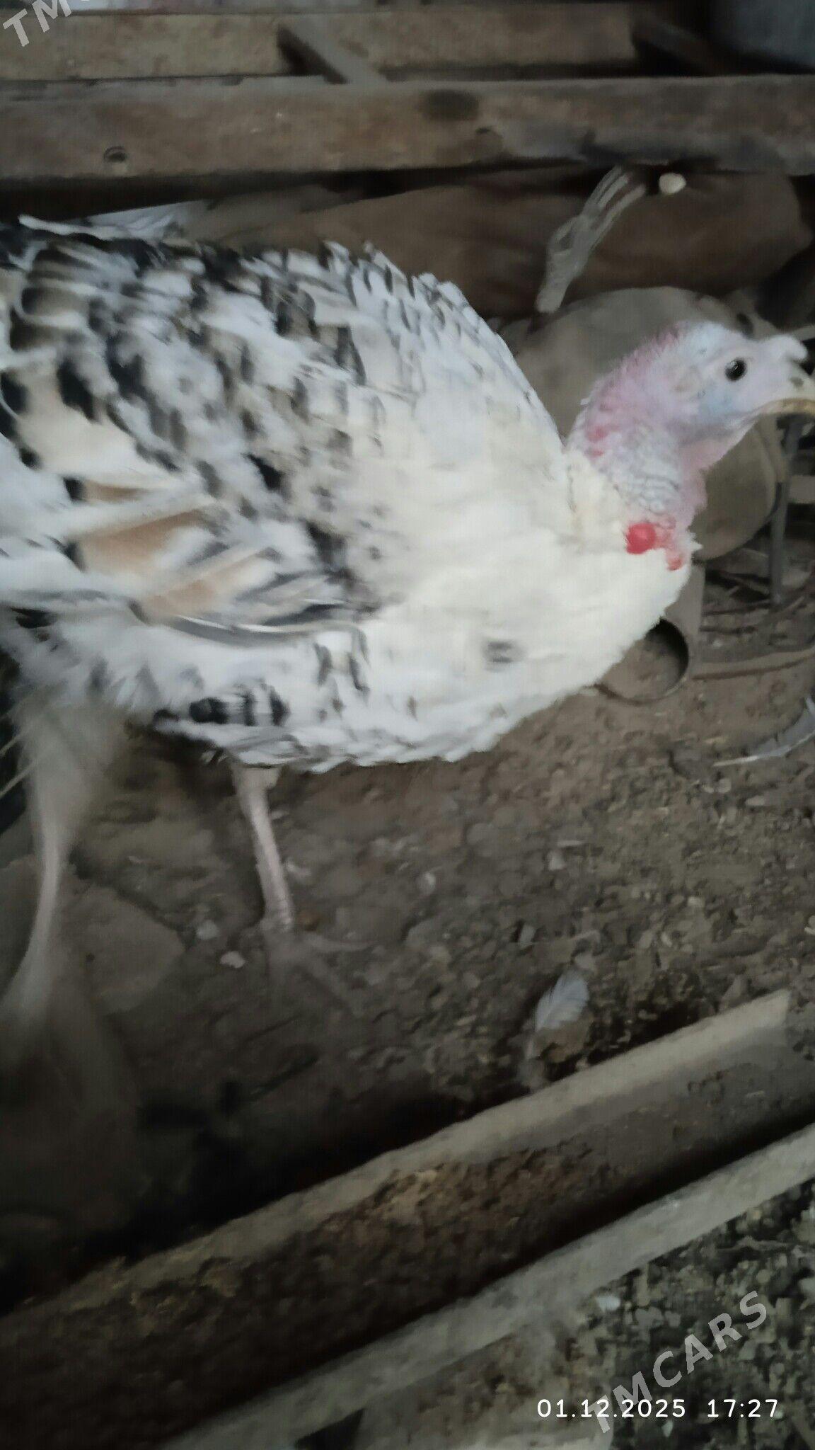 INDUK - Baýramaly - img 3