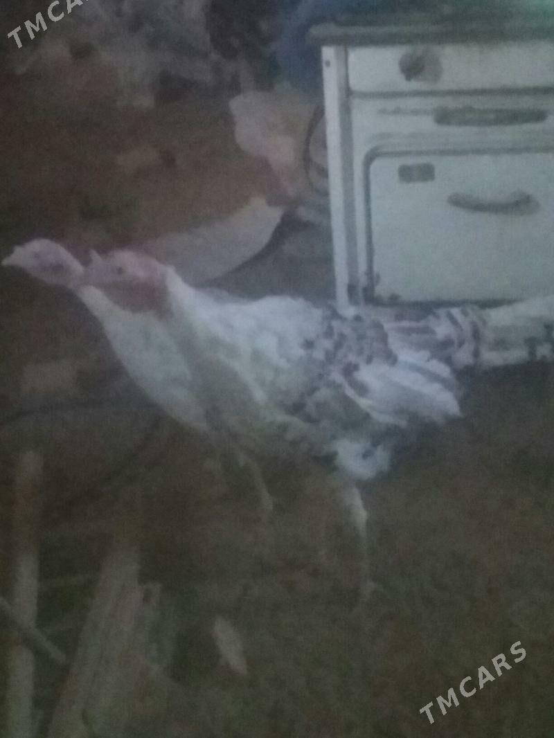 INDUK - Baýramaly - img 2