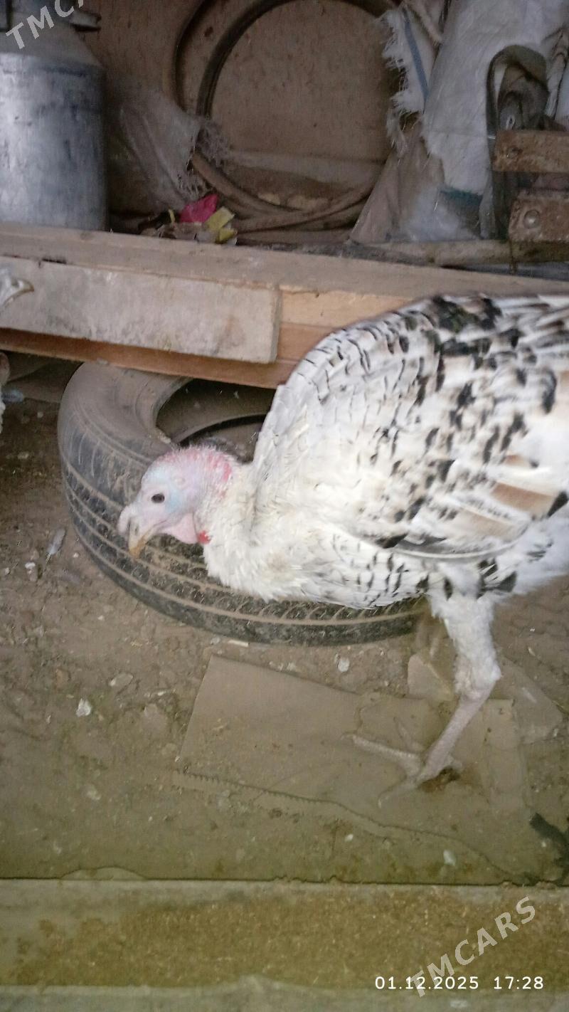 INDUK - Baýramaly - img 4