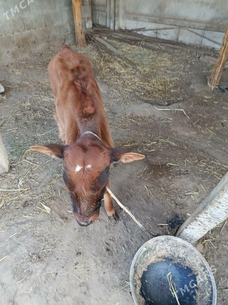 goleli sygyr - Gökdepe - img 3