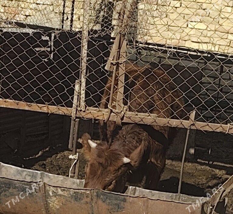 gulajyn - Мары - img 2